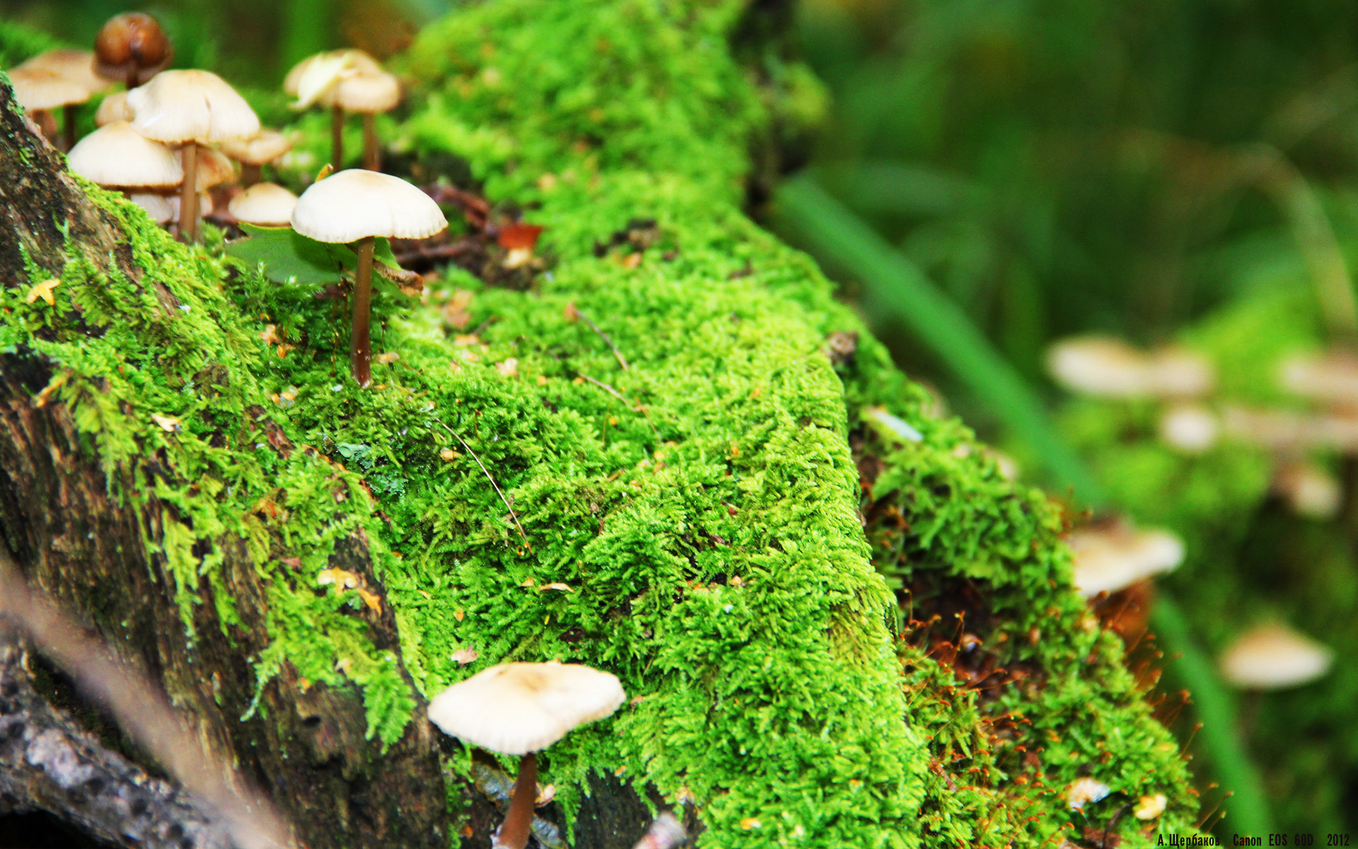 加纳血拼德国与富安健洋,硬仗之王的足球史诗