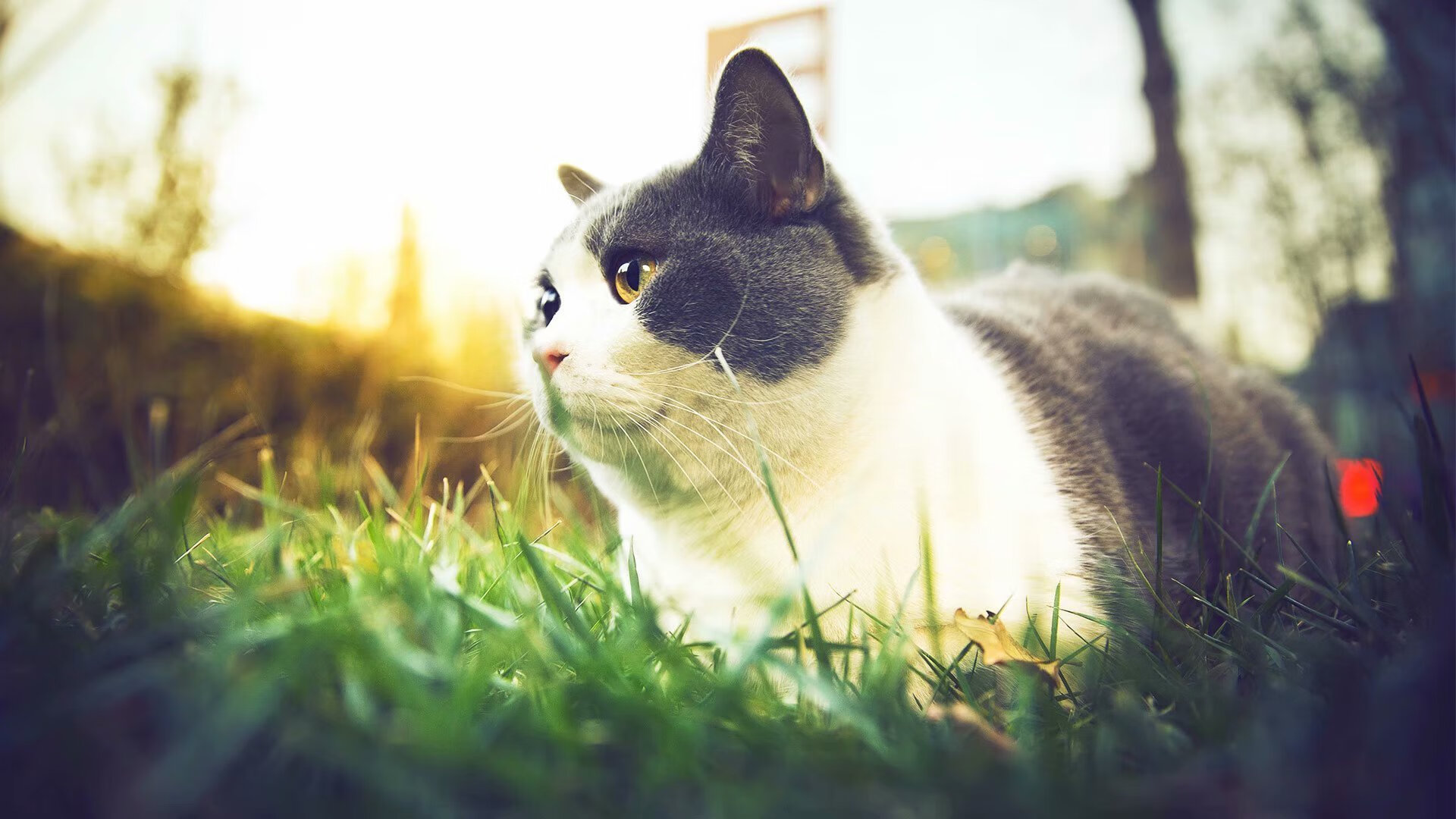 智利铁闸封锁莱比锡红牛，迪巴拉节奏掌控点燃全场