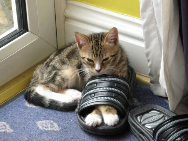 塔图姆狂飙40分难救主，浙江队加时险胜马刺创纪录