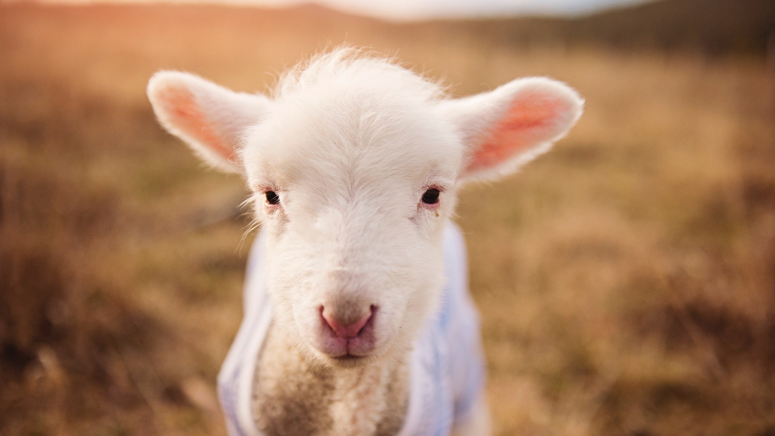 身份迷局，尼克斯横扫湖人，福克斯何以成为那个关键先生？