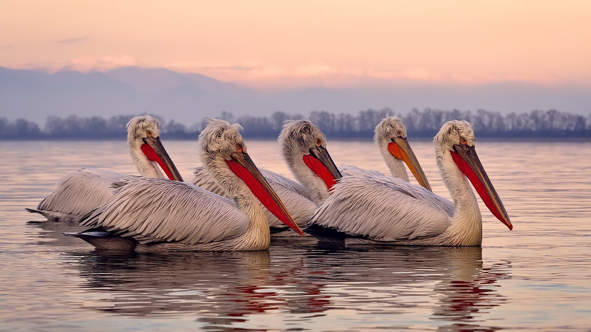 库尔图瓦一夫当关！巴萨狂攻无果，克罗地亚黑马险些创造奇迹