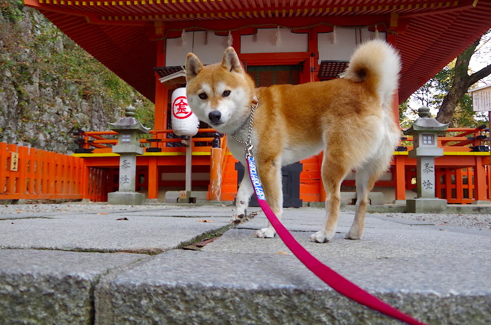 萨卡魔法主宰伯纳乌，皇马战术窒息压制马里昂