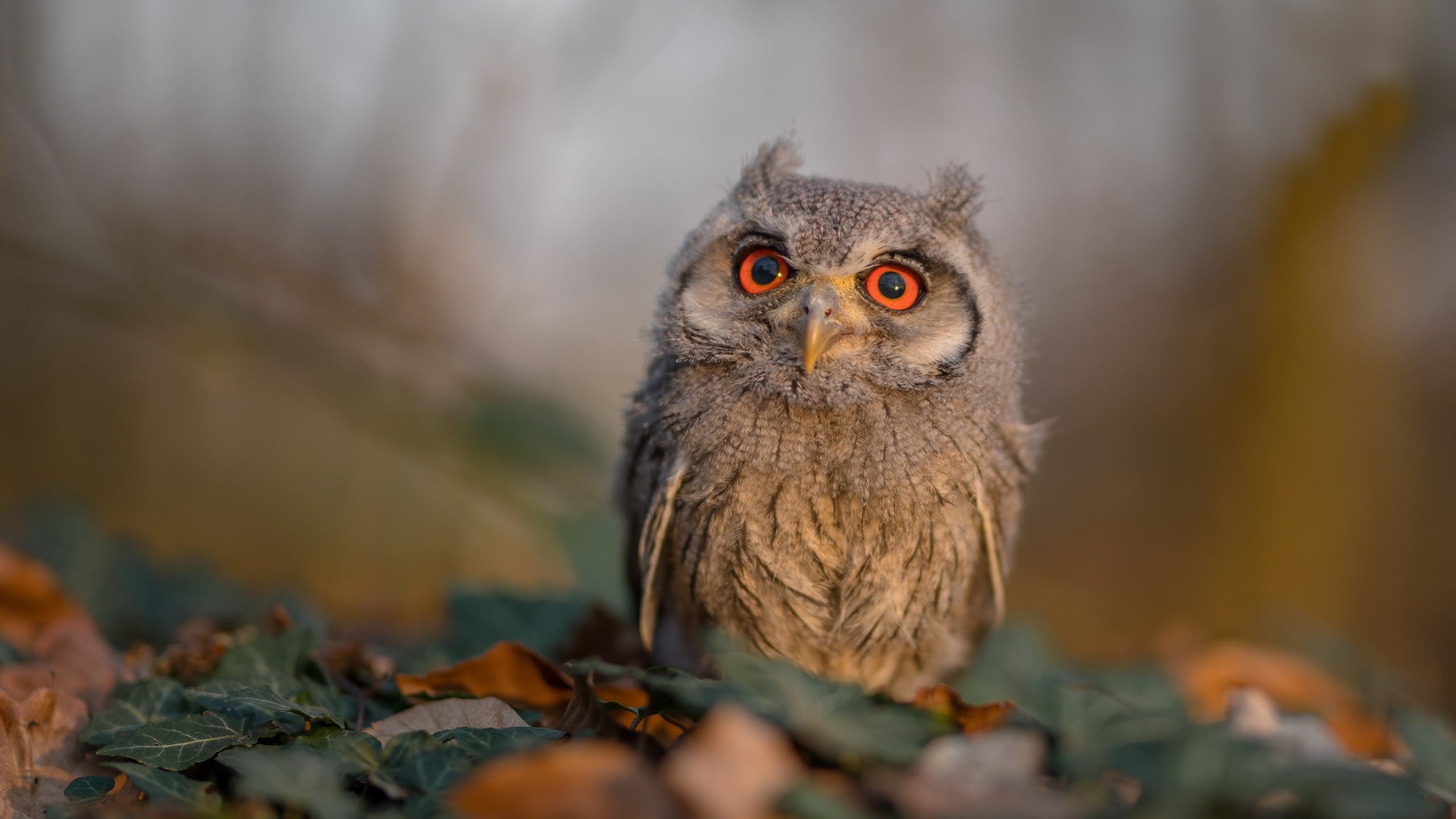 哈利伯顿关键一击，季后赛抢七之夜的永恒记忆