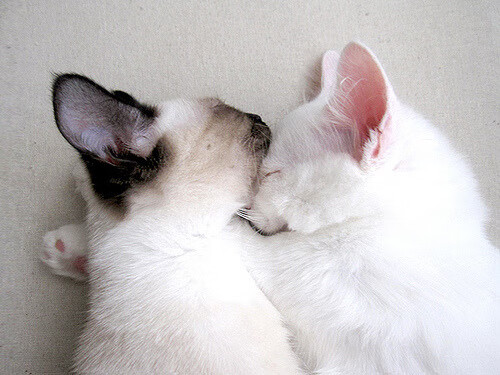 战术的十字路口，劳塔罗的惊艳与苏格兰的胜利寓言