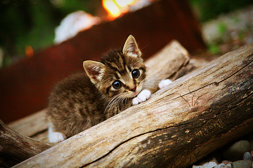 绿茵风暴,加纳正面击溃乌拉圭,久保建英闪耀高光时刻