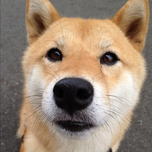 跨越海洋的硬仗试炼，辽宁队直面恩比德与黄蜂的钢铁淬火