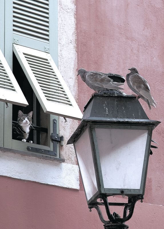 终结十连胜！菜鸟切特爆砍狂暴数据，雷霆王朝序章被他一人撕碎