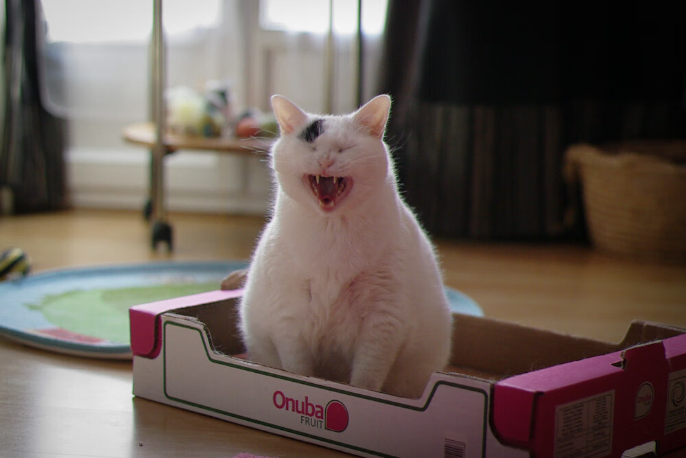 西甲国家德比焦点战与奥地利稳稳拿下喀麦隆，足球世界的双重奏鸣