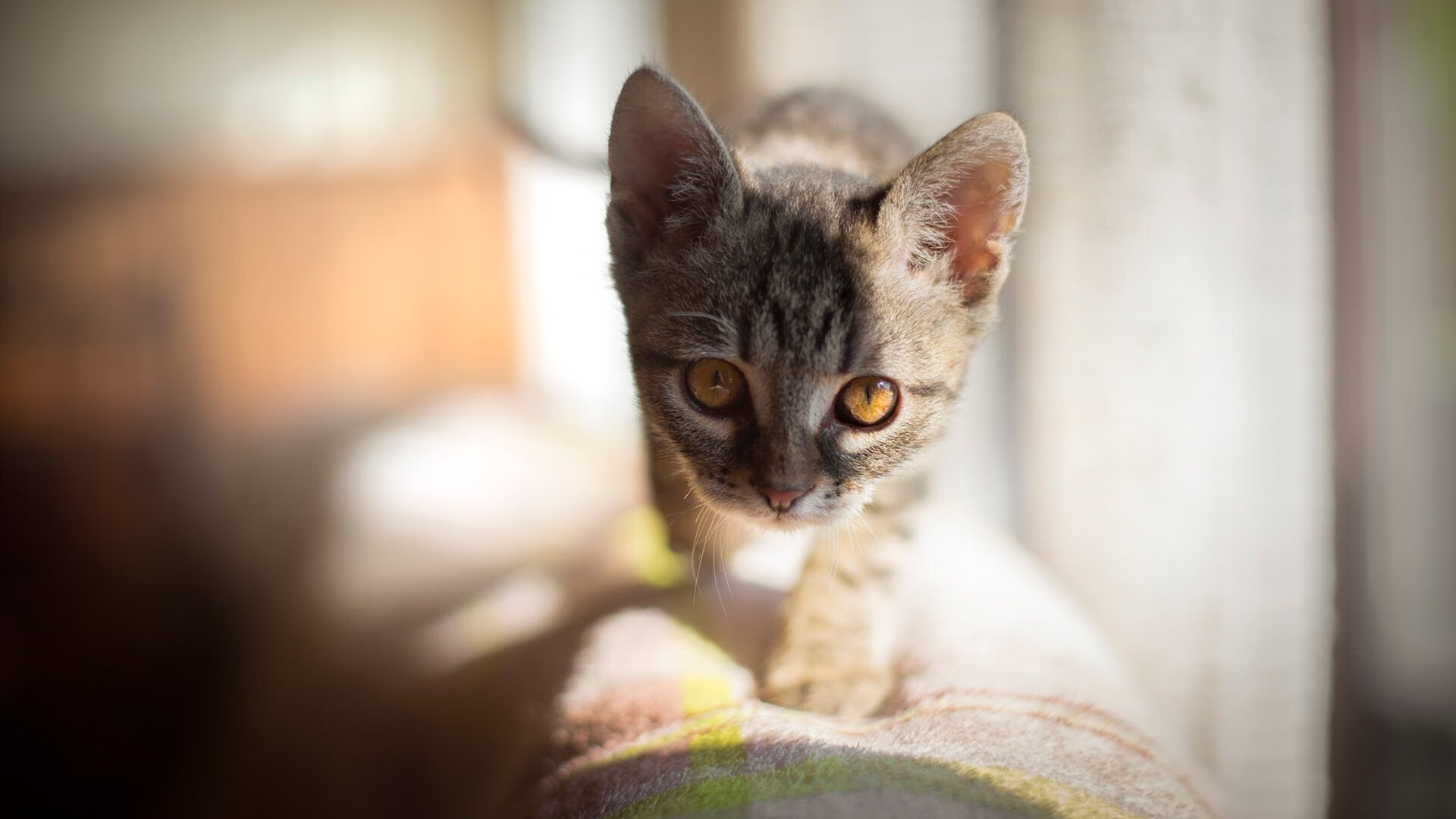 约基奇加时赛封神，公牛险胜老鹰夺关键胜利