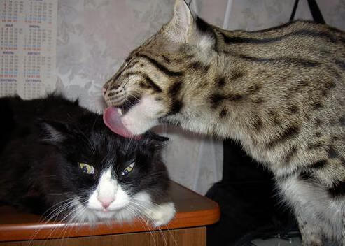 莫兰特赛后评分拉满，新生代王储的加冕礼，与湖人啃老啃下绿军的启示