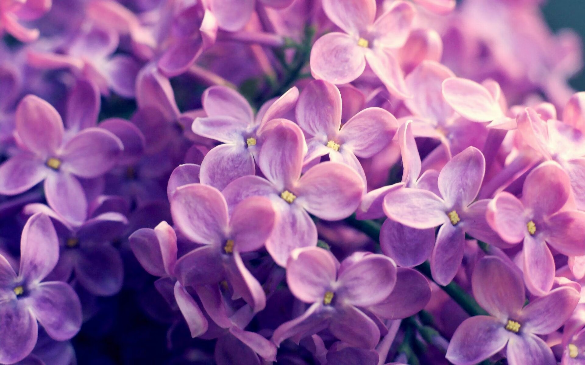 开云体育-极速与巅峰