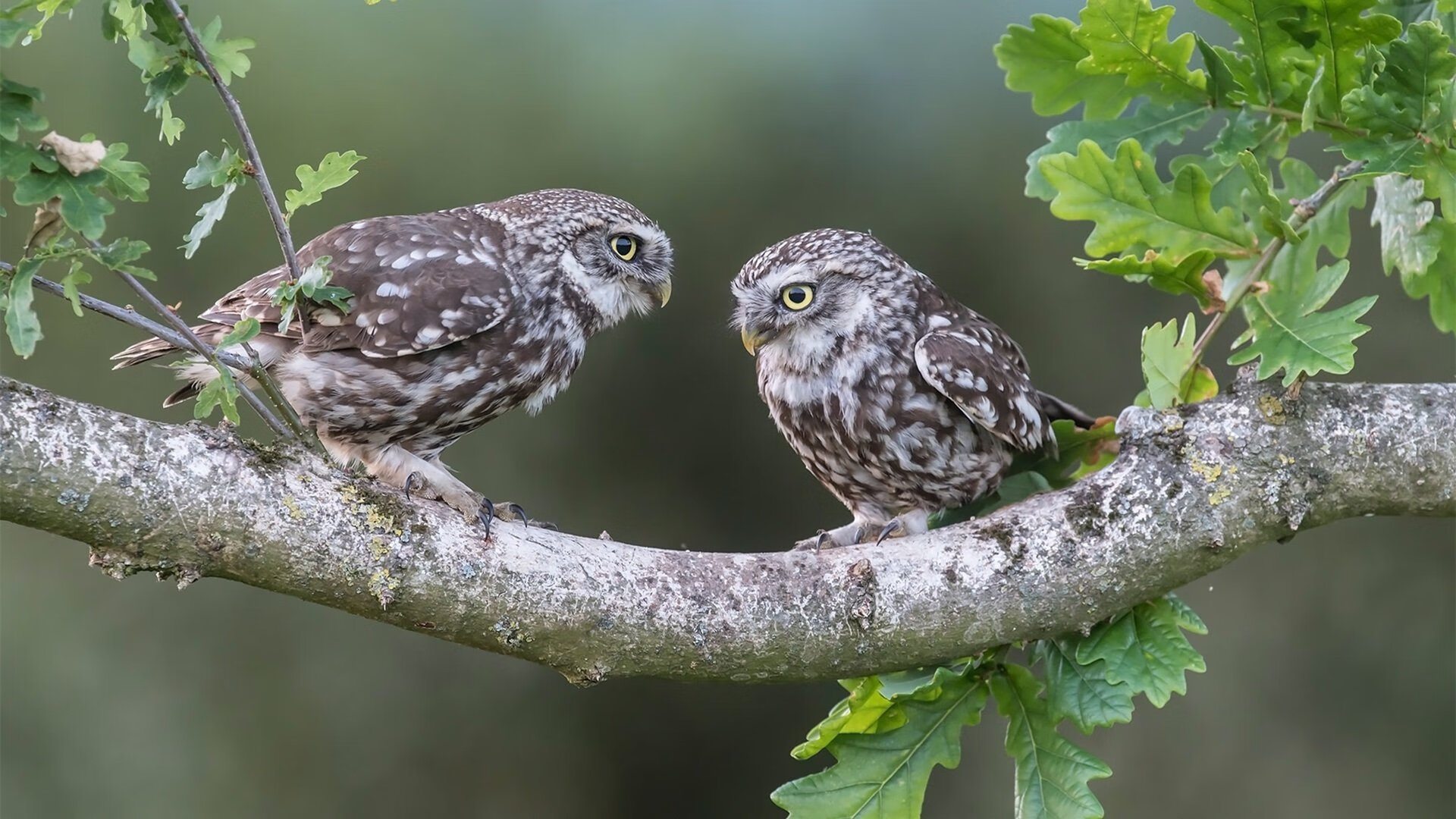 开云体育app-教科书之战，德里赫特在智利与阿尔及利亚的跨界对决中，定义了现代后卫的艺术